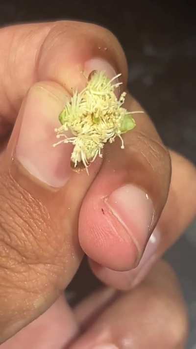 Anyone know what these pests are? They keep eating all my fruit!! (Read desc)