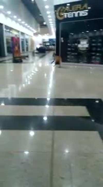 Maned wolf at the mall