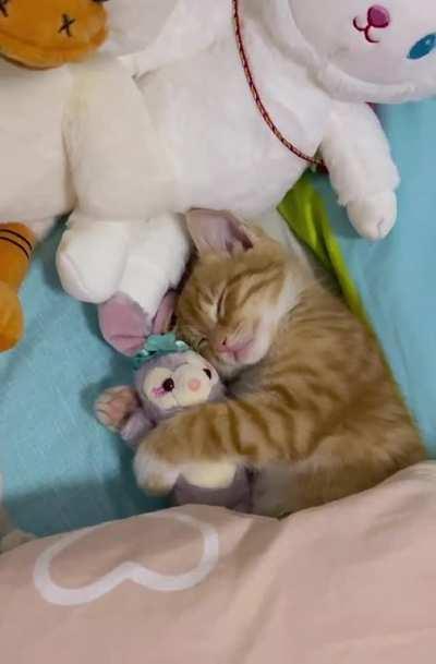 He is so cute when he is asleep, but such a troublemaker when he is awake