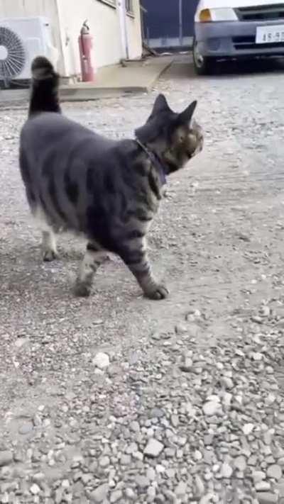 An A-meow-dillo has appeared!