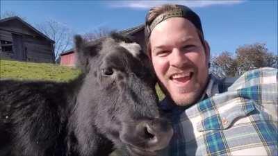 Cows have so much love to return when shown just a little bit of kindness