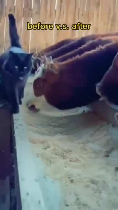 The Inspector has grown up