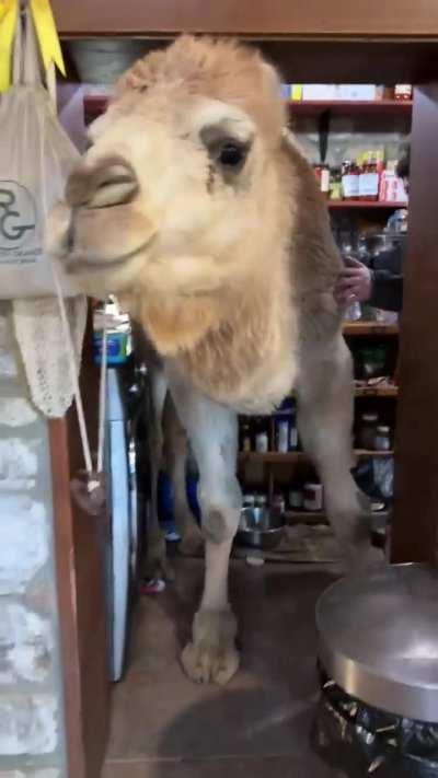 Albert the Camel snuck into the Kitchen again