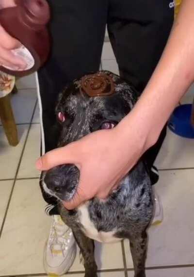 The dog with chocolate, chocolate dog