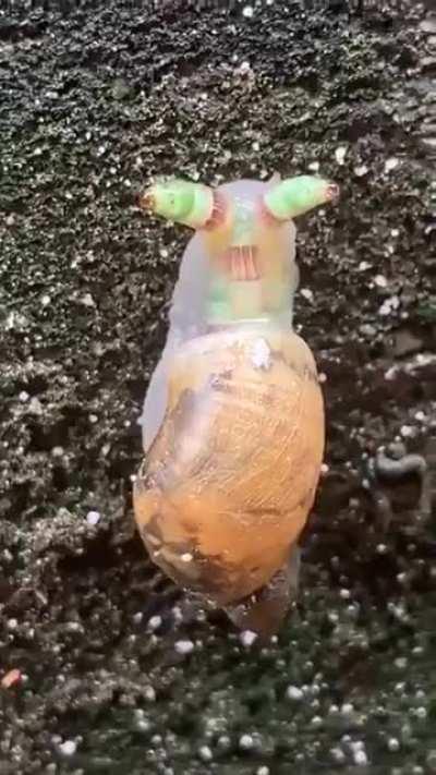 🔥 A zombie snail