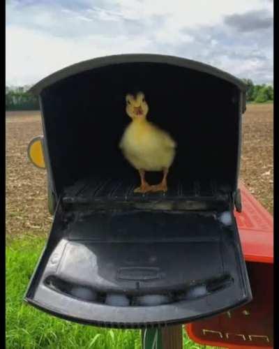 Pato , Luba exigimos seu retorno !!!