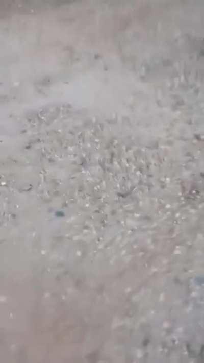 I said I didn't want paparazzi when I was deported back to nature