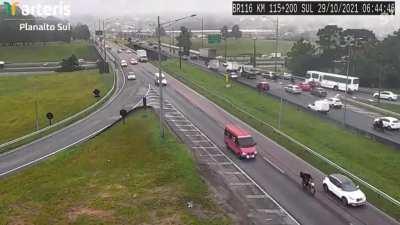 Parrot checking on a traffic camera