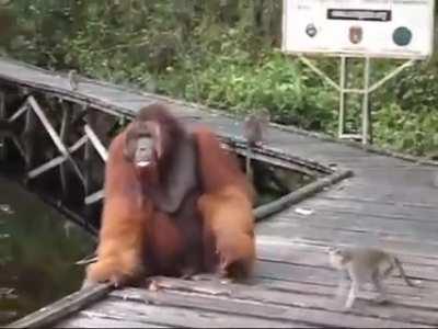 🔥Monkey tries to steal banana out of Orangutan mouth🔥