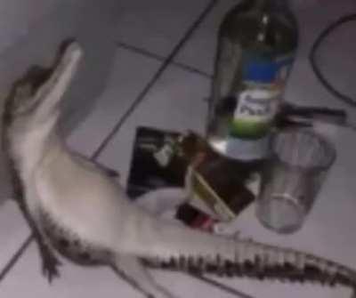 cocodrilo orslok 😔