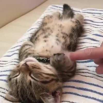 To wake the kitten up.