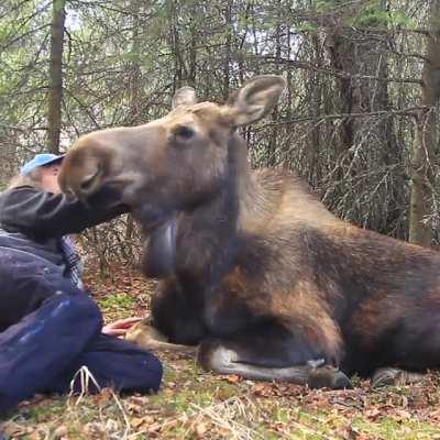 Lovey the moose pays a visit to the only human she will allow to approach her