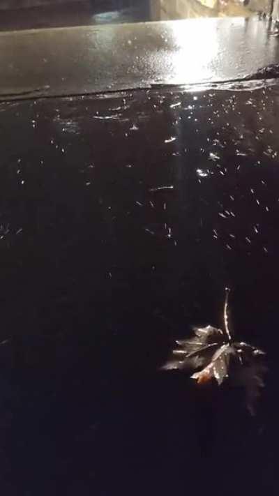 Strange beads I noticed forming as rain hit the pavement