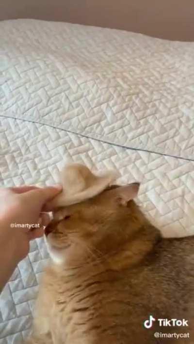 Noooo human, why...sigh...not amused.