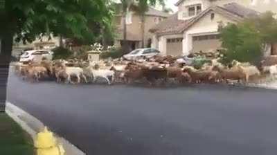 200 goats escape from their pen and roam the streets of East San Jose yesterday