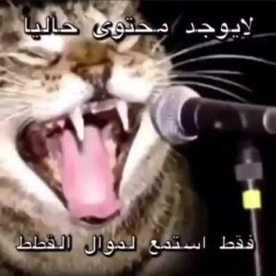 Arab cat (epic halal) 😟😟😟😘😘🇸🇾🇸🇾😍😍😍😒