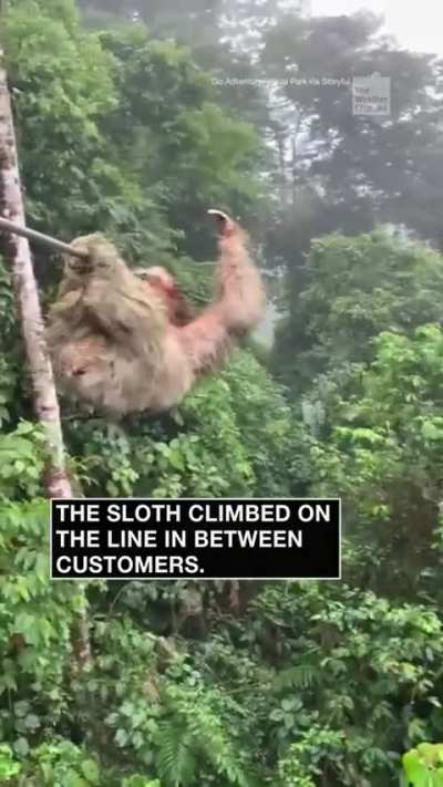 Boy Collides With a Sloth on Zipline in Costa Rica Jungle