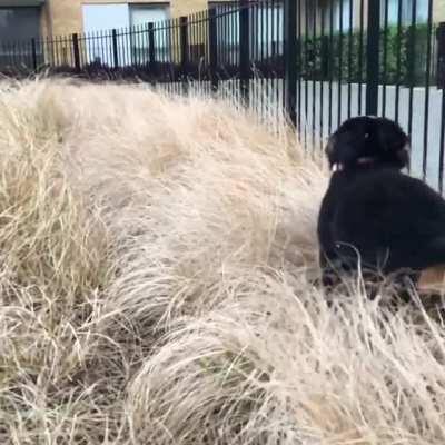 Pure joy zoomies after finally being allowed to run free in the local dog park!