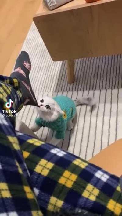 give me treat, hooman!!!!