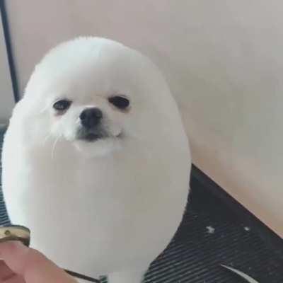 The little egg that smiles