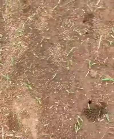 formiguinha?? olha o tamanho disso