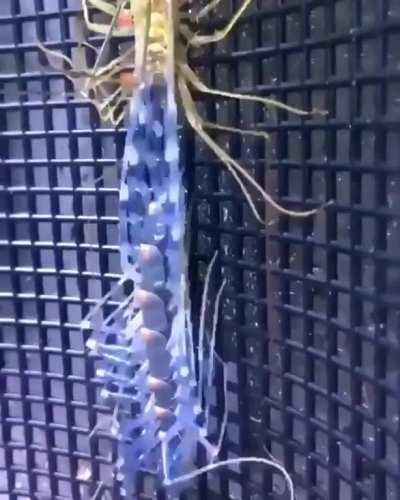 Линька мухоловки как рождение пришельца