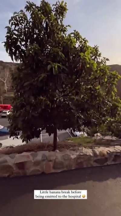 Little Banana Break, IG 2025-02-17