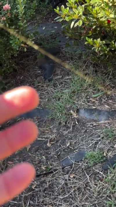 Amazed by the strength of this spider web