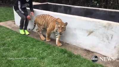 Lewis Hamilton Scares a Tiger