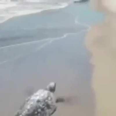 Acredite nos seus sonhos, nunca desista. Bom dia