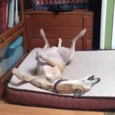 He must be having some interesting dreams.