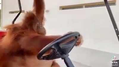 macaco motorista