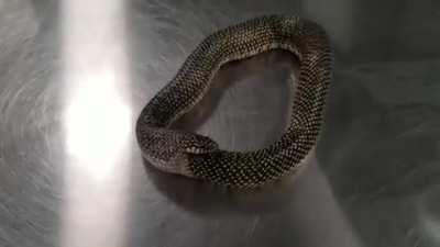 Snake eating itself.