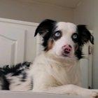 Milo has decided to ditch the dog life, and become a cat.