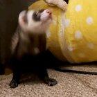 The couch goblin retreats to his lair after defeat from his jingerly foe.