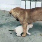 A smol dog with even smoller Catto.