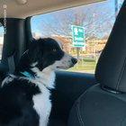 DoGZiLLa DeVoUrs CaRs AnD TrUcKs iN OnE BiTe