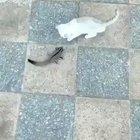 STAAHP , oh , wait all good now