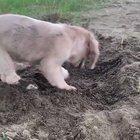 Gotta make a comfy bed