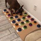 Dog learns to talk by using buttons that have different words, actively building sentences by herself