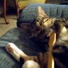 This is five minutes after attacking it ever so viciously