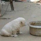 This puppy thinks he is a rooster....