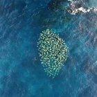 🔥 Drone footage of a school of stingrays swimming off the coast of Australia.