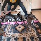 Quite a workout feeding 5 pups.