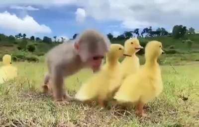 Here's a monkey with his ducklings buddies