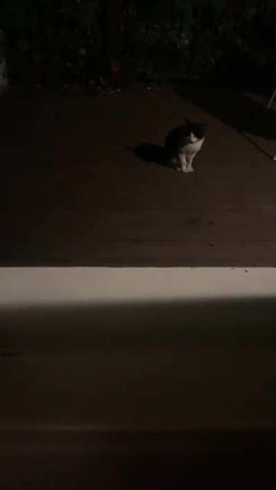 My hungry boy screaming for a third dinner!