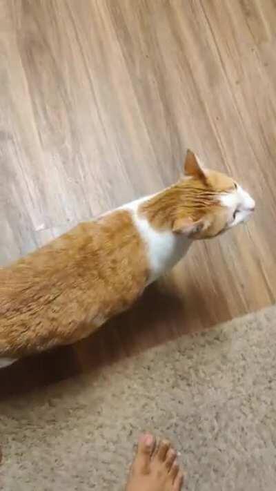 My roommates cat everyone. He's got them special meows