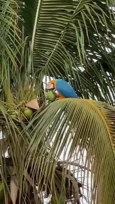 🔥 Yellow Blue Parrot having a drink