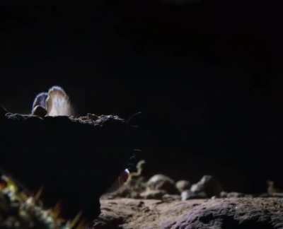 Grasshopper mouse fought and killed a venomous scorpion then drank the venom and after proceeds to howl at the moon to claim its victory.