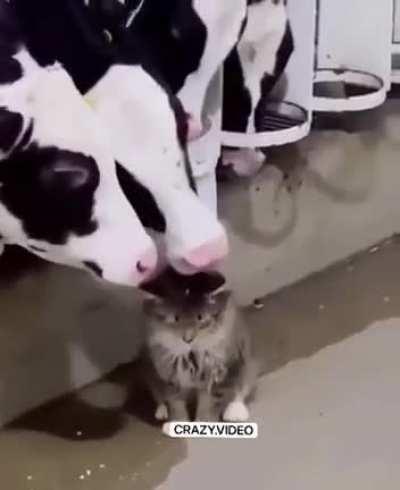 Latin American, can't figure out what it is